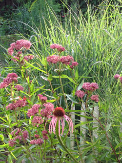 Habitat garden