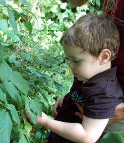 picking raspberries