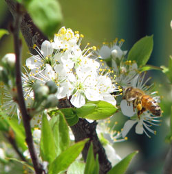 Beach plum and bee