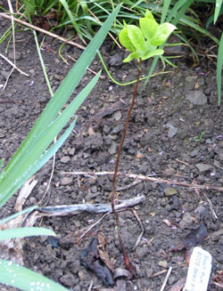 Beach plum seedling