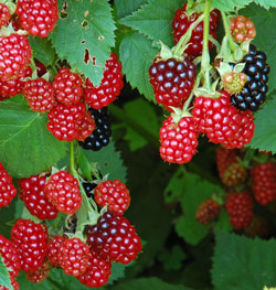 Blackberries beginning to ripen