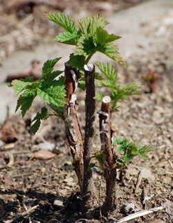 Raspberry plants growing