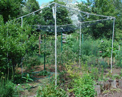 Blueberries protected by cage