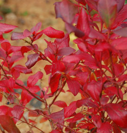 Blueberries in fall