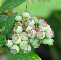 Blueberries before ripening