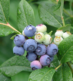 Ripe blueberries