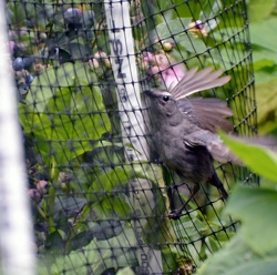 Catbird eyeing the berries