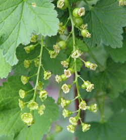 Berries developing