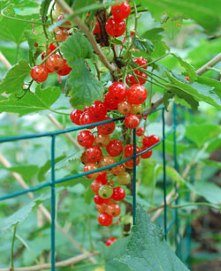 Currants