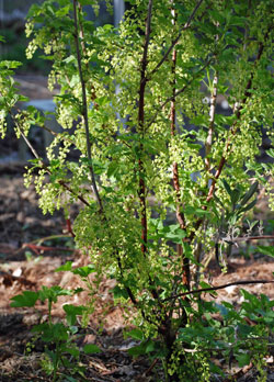 Currant bush