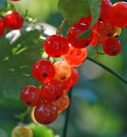 Currants