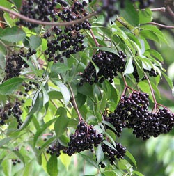 Elderberry berries