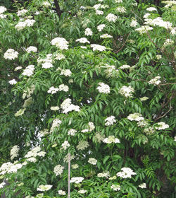 Elderberry bush