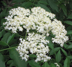 Elderberry flowers