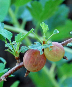 Gooseberries