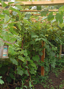 Grape arbor