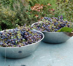 Grape harvest