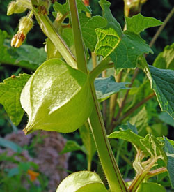 Ground cherries