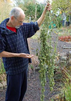 The whole ground cherry plant