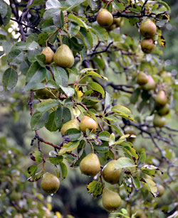 Pears