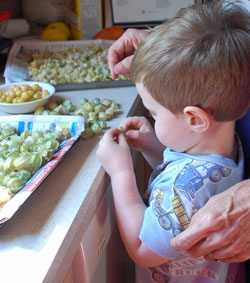 Preparing ground cherries