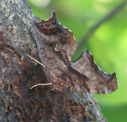 Question mark butterfly eating sap