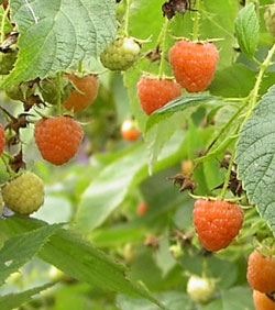 Gold raspberries