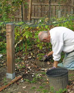 Pruning raspberries