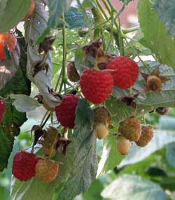 Raspberries