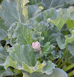 Rhubarb flower