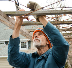 Pruning grapes