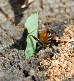 Nesting for bees