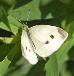 Cabbage white butterfly