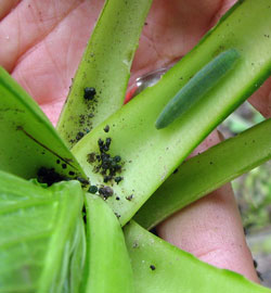 Cabbage worm