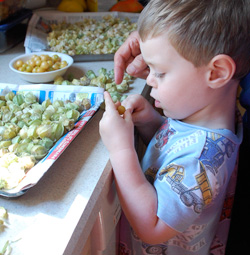 Grandson removing ground cherry husks