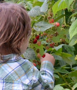 Eating a raspberry