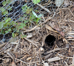 Chipmunk hole