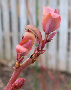 Blueberry in winter