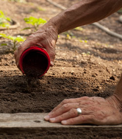 Covering seeds with compost