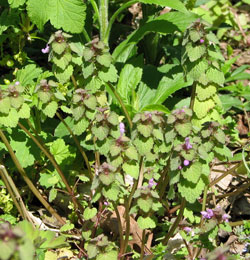 Dead nettle