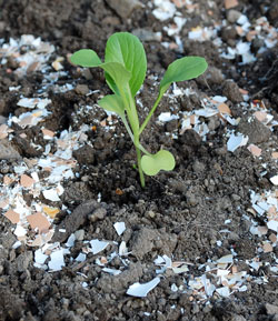 Eggshells as a deterrent