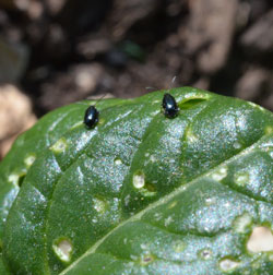 Flea beetle