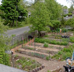 Our edible garden