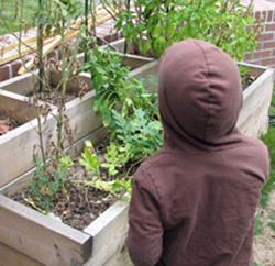 Our grandson's own little garden at home