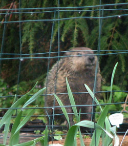 Groundhog