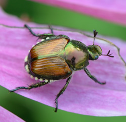 Japanese beetle