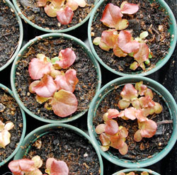 Lettuce seedlings