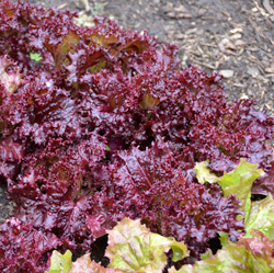 Some of our lettuce