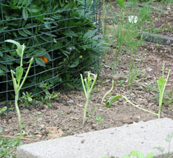 Collards outside fence