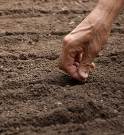 Planting lettuce